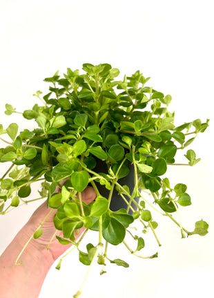 Peperomia Rotundifolia
