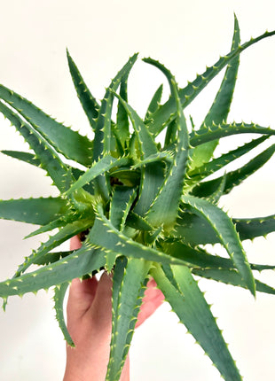 Aloe Arborescens