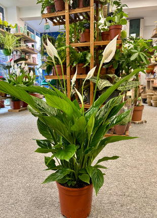 Spathiphyllum/ Peace Lily