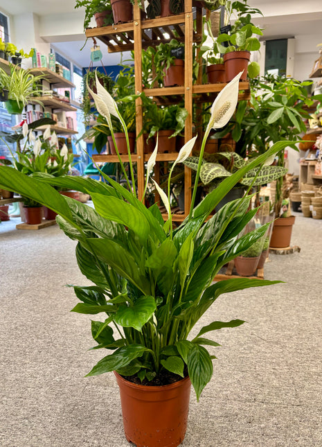 Spathiphyllum/ Peace Lily