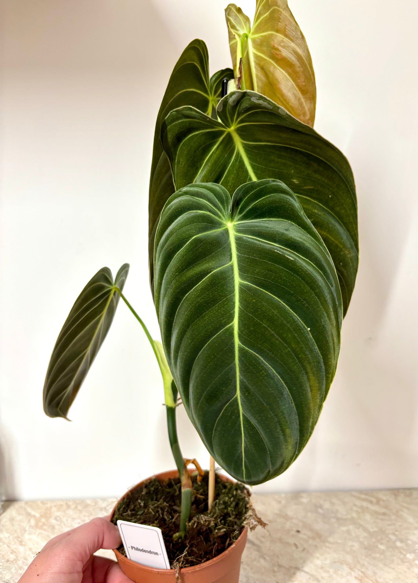 Philodendron Melanochrysum