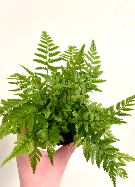 Athyrium/Lady Fern