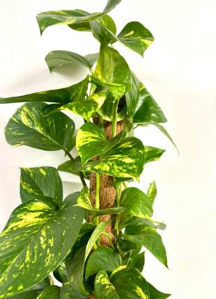 Epipremnum Aureum