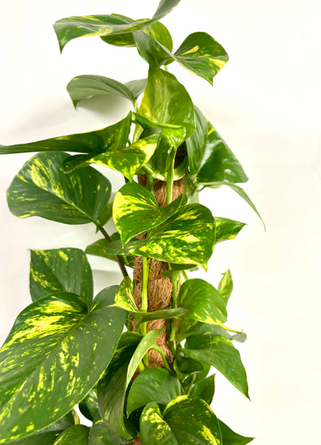 Epipremnum Aureum