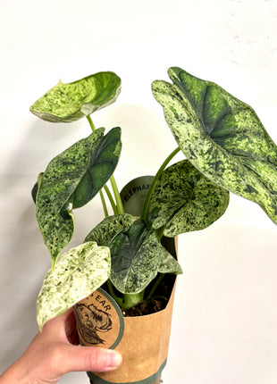 Alocasia Dragon Mint
