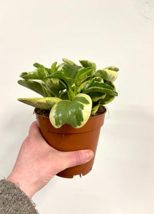 Peperomia Obtipan Bicolor