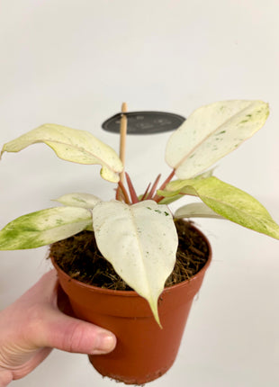 Philodendron Snowdrift