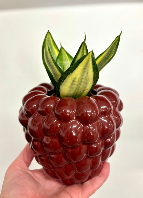 Raspberry pot