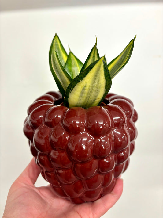 Raspberry pot