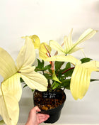 Philodendron Florida Ghost
