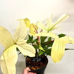 Collection image for: SALE