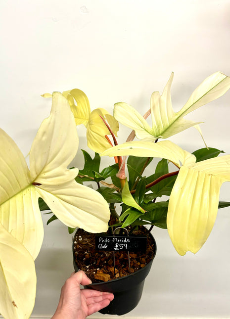 Philodendron Florida Ghost