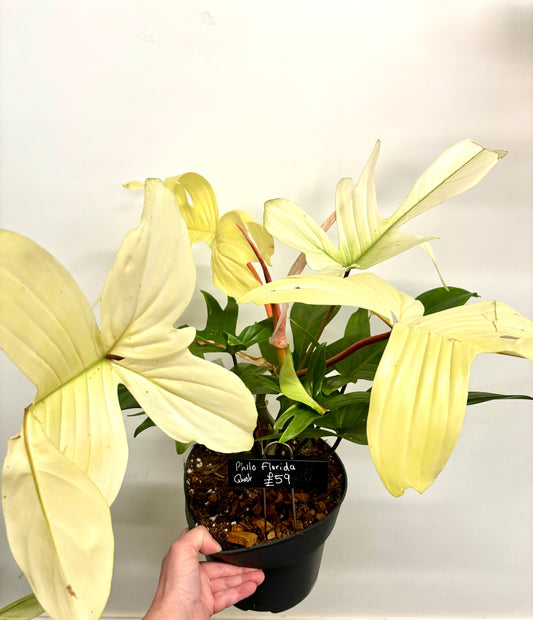 Philodendron Florida Ghost