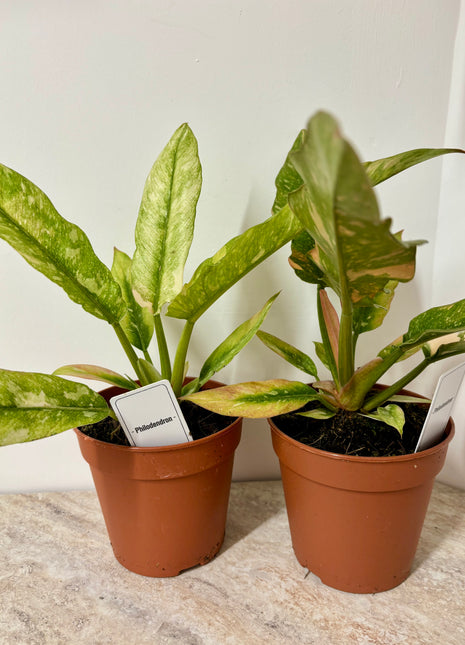 Philodendron Ring of Fire