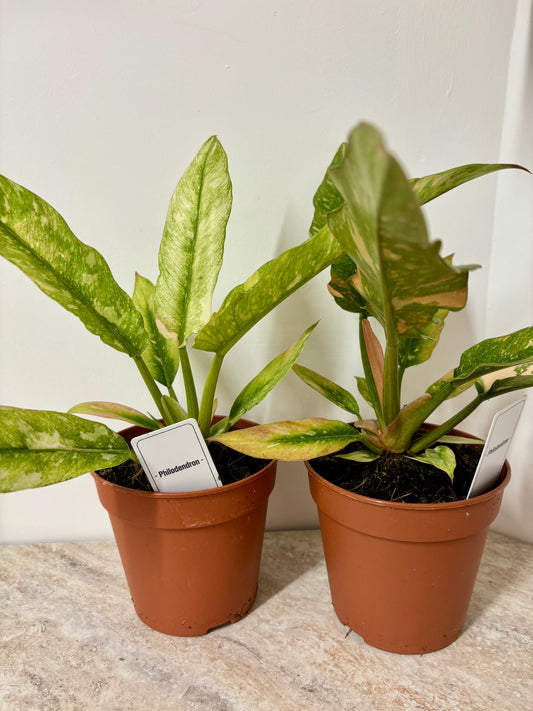 Philodendron Ring of Fire