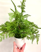 Faux lady fern