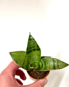 Mixed Sansevieria