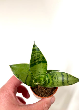 Mixed Sansevieria