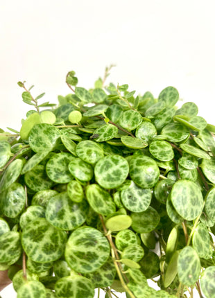 Peperomia Prostrata/ string of turtles