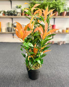 Faux Red/Green Ficus