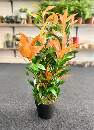 Faux Red/Green Ficus