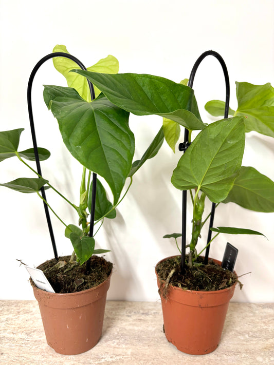 Anthurium Balaoanum
