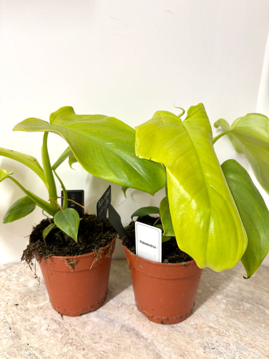 Philodendron Golden Violin