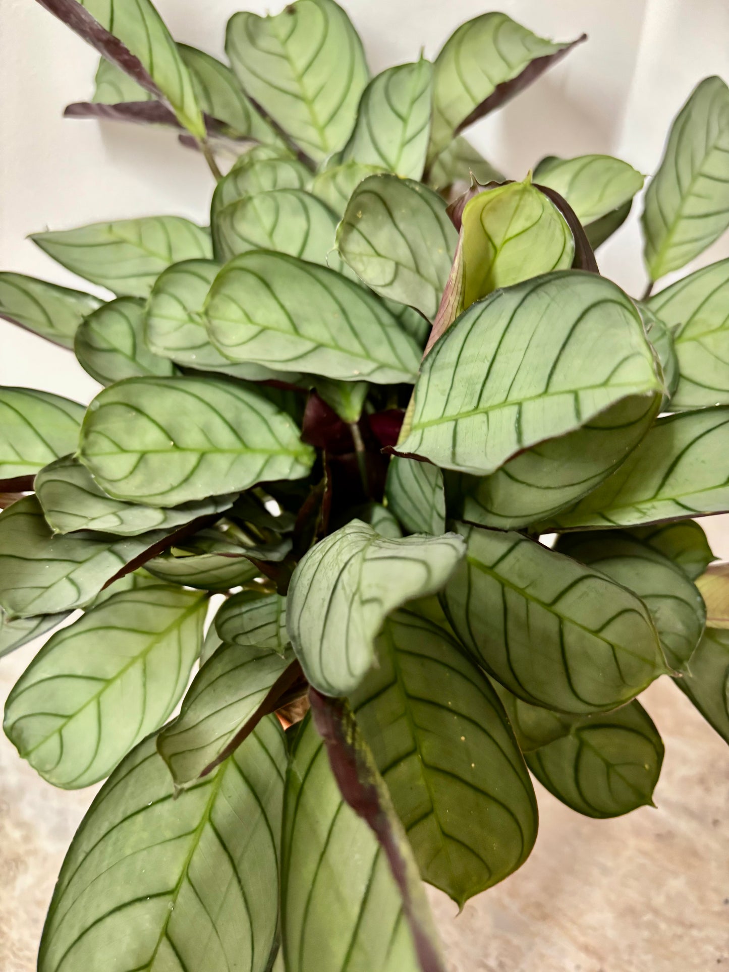 Ctenanthe Burle Marxii