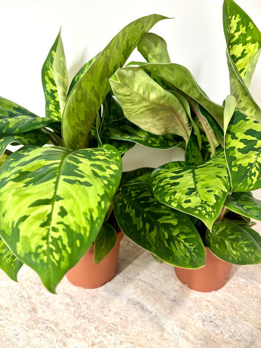 Homalomena Camouflage