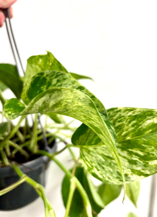 Epipremnum Marble Queen