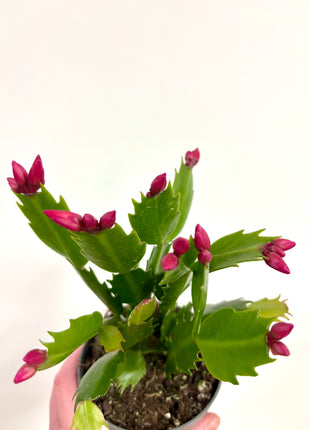 Schlumbergera