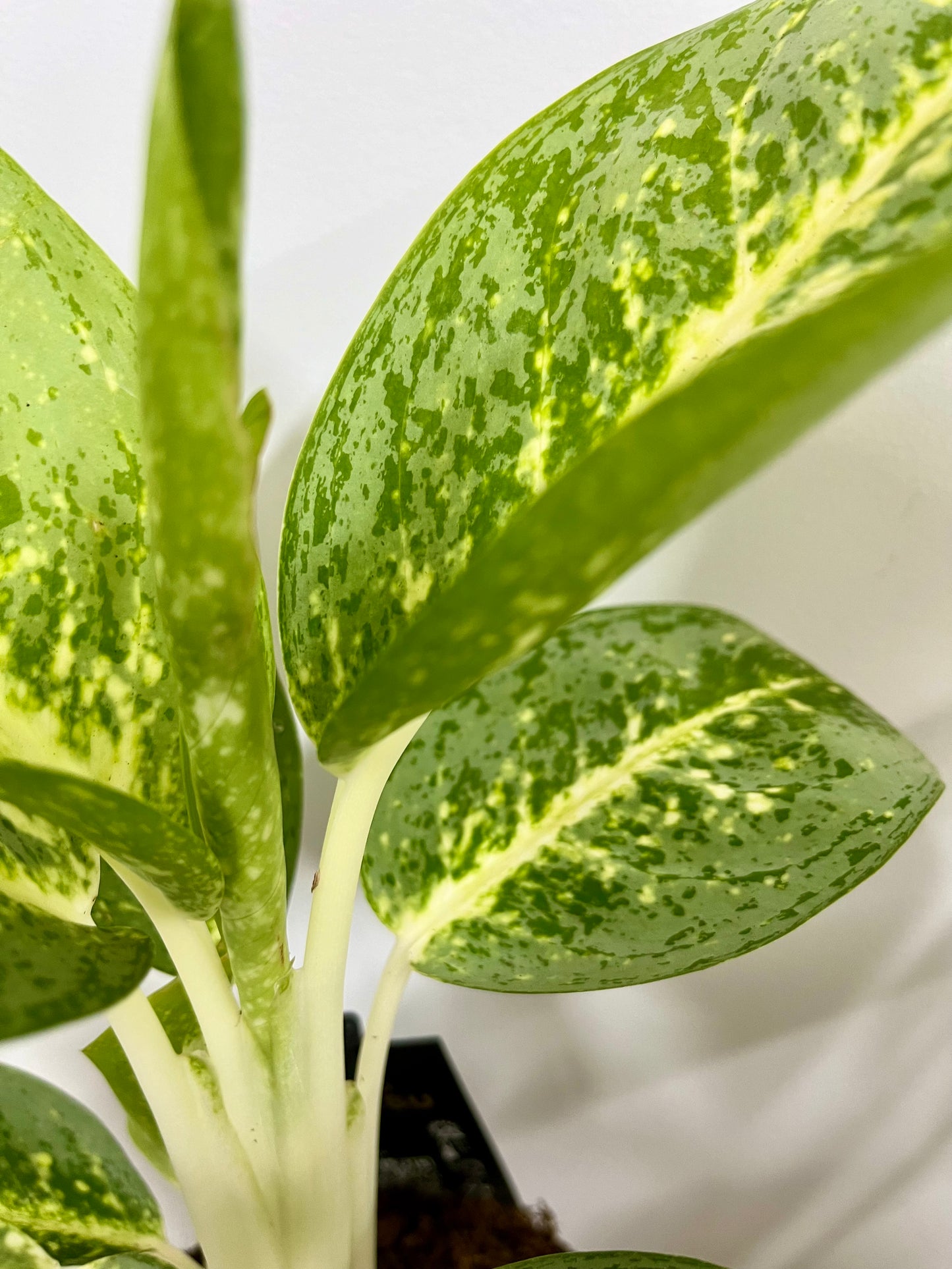 Aglaonema Lemon Mint