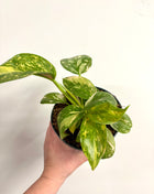 Philodendron Congo Variegata (possibly Green Congo Nuclear)