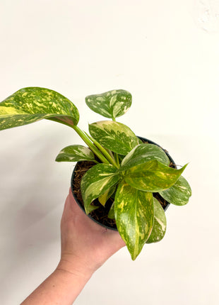 Philodendron Congo Variegata (possibly Green Congo Nuclear)