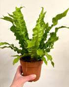 Asplenium Crispy Wave