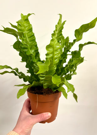 Asplenium Crispy Wave