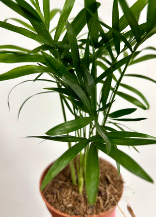 Chamaedorea Elegans