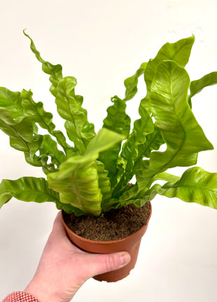 Asplenium Crispy Wave