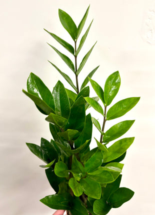 Zamio  Zamiifolia