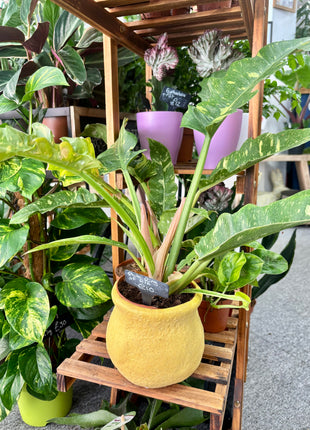 Rustic pot yellow