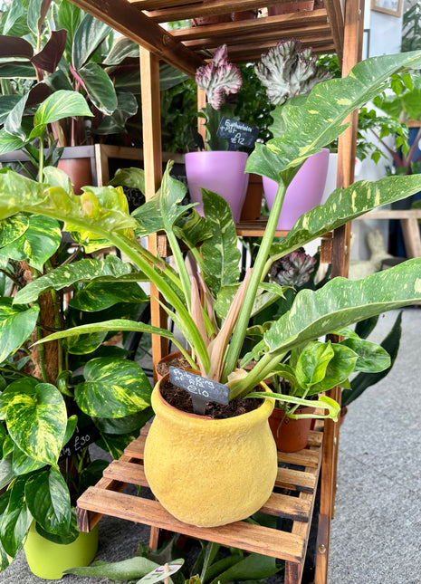 Rustic pot yellow