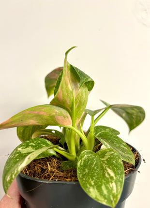 Philodendron Congo Variegata (possibly Green Congo Nuclear)