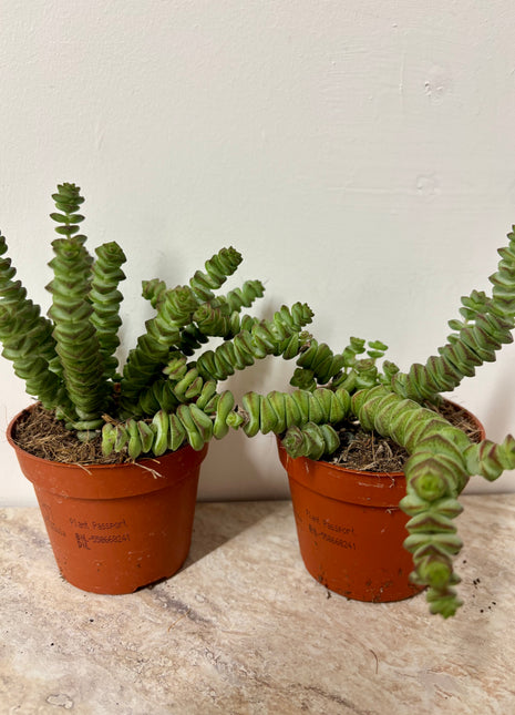Crass Marnieriana Hottentot