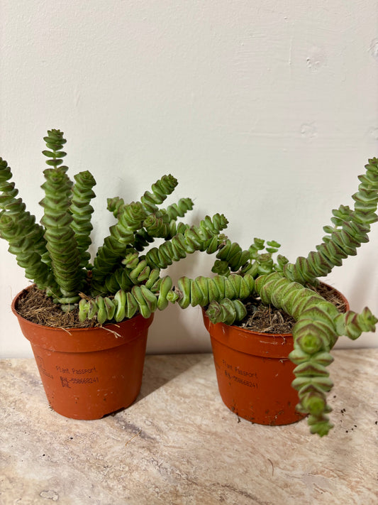 Crass Marnieriana Hottentot