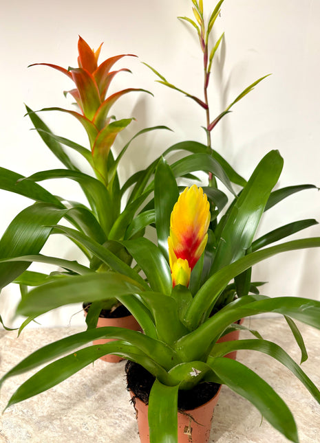 Bromeliad Mixed