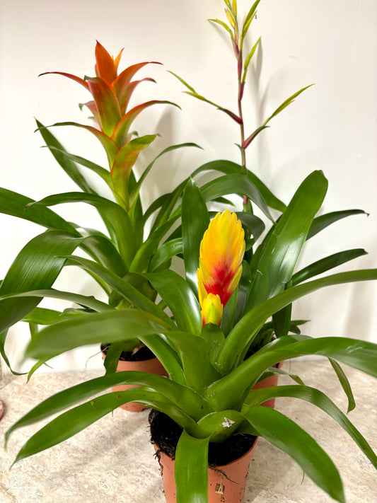 Bromeliad Mixed