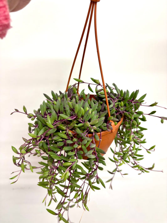 Senecio Purple Flush