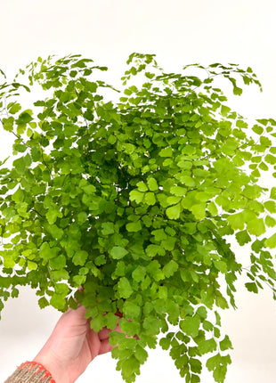 Adiantum Fragrans Fern