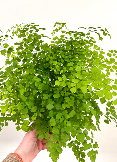 Adiantum Fragrans Fern