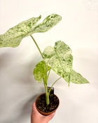 Alocasia Batik Variegata